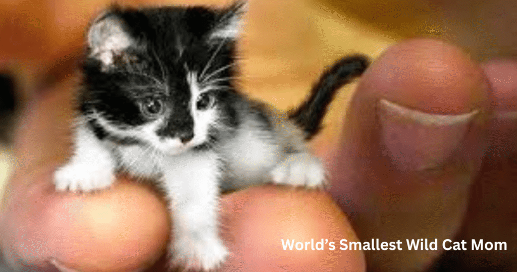 Smallest Wild Cat Mom